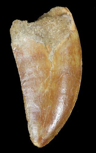 Carcharodontosaurus Tooth - Orange Coloration #52834